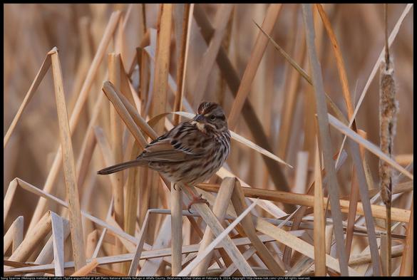 A Song Sparrow (Melospiza melodia) was standing in cattails (Typha angustifolia) at Salt Plains National Wildlife Refuge in Alfalfa County, Oklahoma, United States on February 9, 2024.