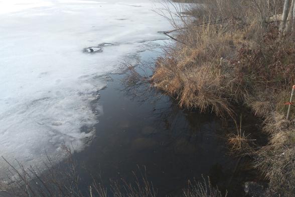 The edge of a lake after some days above freezing. On the right hand side is the spiky vegetation of the lake edge - straw, browns and a hint of last' year's green. On the left is ice. But in the middle of the image and covering most of the bottom, is open water. You can see the rocks below and daylight reflected from its surface.