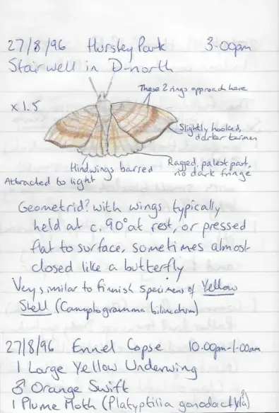 Notebook page as example of how I imaged insects before digital cameras.

From August/September 1996 with apencil drawings of a moths, a colour variant of Camptogramma bilineata, Yellow Shell.

The drawing is of a moth with open wings, coloured in brown and yellow.