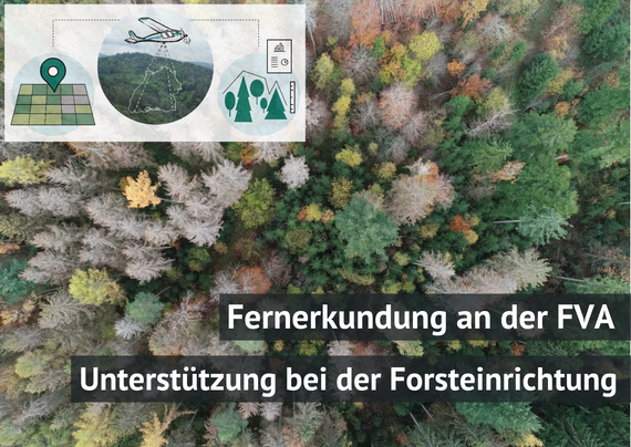 Drohnenfoto eines Waldes