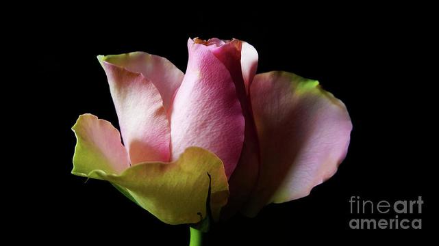 From the series of my beautiful roses.