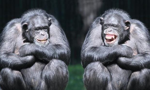 Photo of two laughing chimpanzees