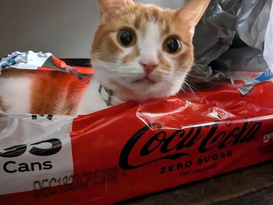 organe man in coke zero box (good boy)