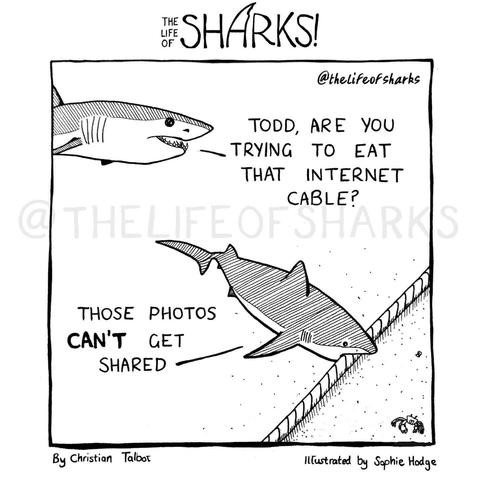 Two sharks, one at upper left, the other at lower right biting something that looks like a rope.

The upper-left shark says "Todd, are you trying to eat that Internet cable?"

The lower-right shark says "Those photos CAN'T get shared"

"The Life of Sharks!" cartoon by Christian Talbot.