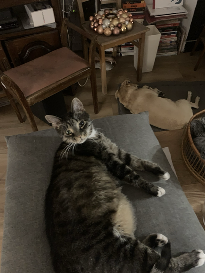 Mornings at home. Cat Marcel on a big grey pillow lying on the table and the dog Feli on his pillow on the floor. All in the living room.