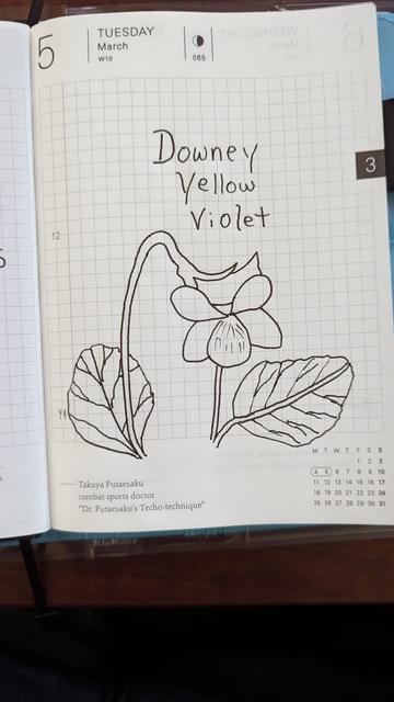 A pen and ink drawing of a Downey yellow violet