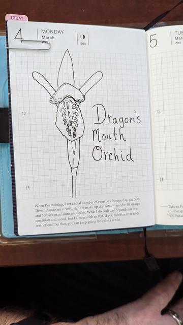 A pen and ink drawing of a dragons mouth orchid