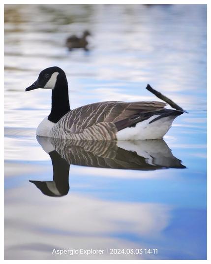 Duck reflected near perfectly in the blue waters of Ellesmere lake England.