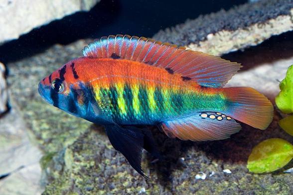 The picture shows a male fish of the species. The upper half of the body is coloured yellow, orange and red from the middle to the back. The fin margins are turquoise in colour. Vertical dark bands vary in colour between black and blue, as do the gill covers. The lower half of the body varies in colour from yellow to green.