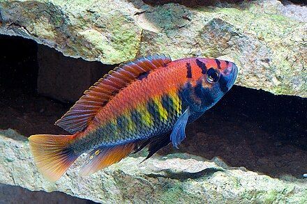 The picture shows a male fish of the species. The upper half of the body is coloured yellow, orange and red from the middle to the back. The fin margins are turquoise in colour. Vertical dark bands vary in colour between black and blue, as do the gill covers. The lower half of the body varies in colour from yellow to green.