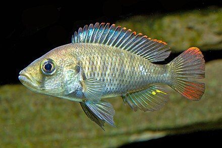 The picture shows a female of the species. Only the edges of the fins are fringed in red and shimmer slightly turquoise.
The body is silver in colour.