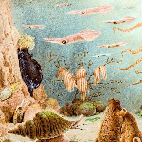 Album cover of episodes in oceanography by chypho depicting a serene underwater scene in pencil and watercolour.