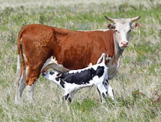 A longhorn calf nurses his mother and flips it's tail