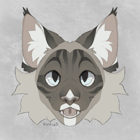 Symmetrical headshot of a gray “lynx tabby” cat with pale blue eyes