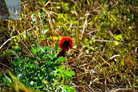 An outdoor, daytime photograph of a wildflower with red petals edged with yellow. An orange butterfly is resting on the flower. The background is full of green and brown grasses.