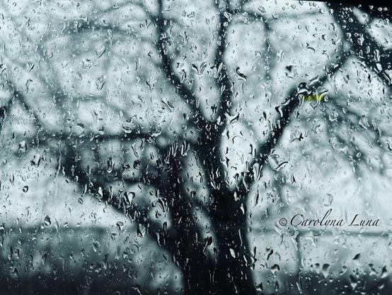 Raindrops on a glass car window with a blurred tree and fence in the background. Photo by Carolyna Luna.