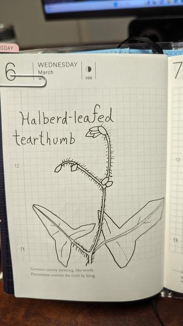 A pen and ink drawing of a halberd-leaved tearthumb