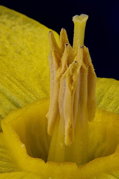 Macro Daffodil - The Inner Beauty Stacked from 10 images using Zerene Stacker in Linux