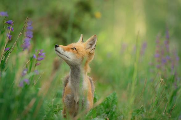 A red fox in a green field with purple flowers, looking upwards.