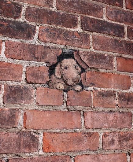 Streetart. A hole was drawn in a red brick wall with chalk, from which a small brown poodle peers out. It was painted in 3D on a metal plate in the wall. Title: "Sometimes Morton sits and thinks about all the invisible balls he tried to fetch."