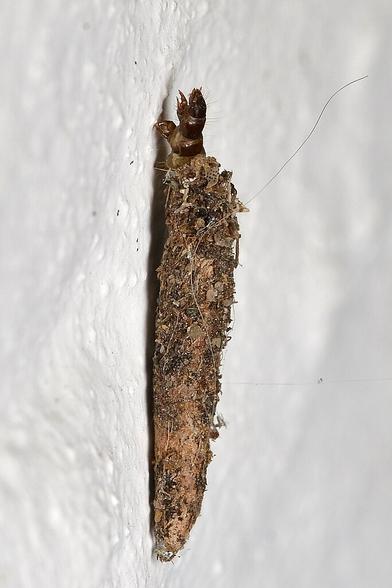 A photo of a bagworm moth larva in their case on a white wall.