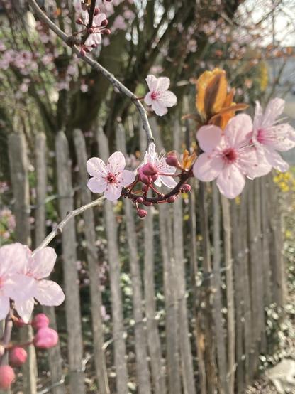 Ich ging durchs Dorf und sah einen riesigen rosa Blütenbaum. Ich fotografierte einen unteren Ast, der zeigt 7 blühende Blüten und vier Knospen, sowie einige der jungen typischen. Blutpflaumenblätter. Im Hintergrund ein Zaun aus Holzlatten.