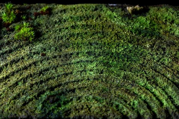 View of the top of a wooden fence post. Tree rings are perfectly symmetrical half moons. It is covered in green moss.