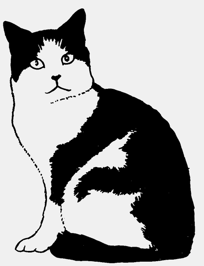 Cat Carnivore Felidae Small to medium-sized cats Whiskers Art Tail Snout Terrestrial animal Fictional character