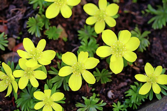 Small yellow flowers with green leaves and brown dirt background called Winter Aconite blooming in garden with
