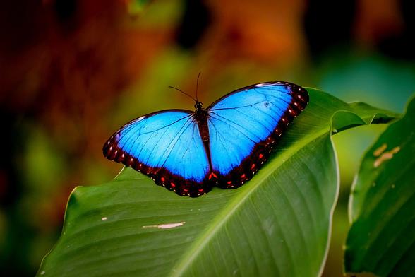 photo - butterfly - amazon rainforest