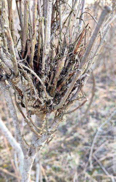 Witches' Broom tree disease closeup. Stem or branch is attacked and then multiple buds form at this point and grow  giving it an upside down "broom" appearance.