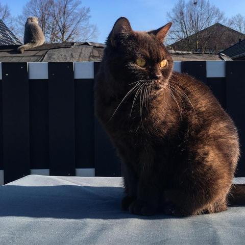 Lulu (front) and Lola (back) on guard duty in the backyard #cat #cats #instacat #instacats #britishshorthair #kartäuser