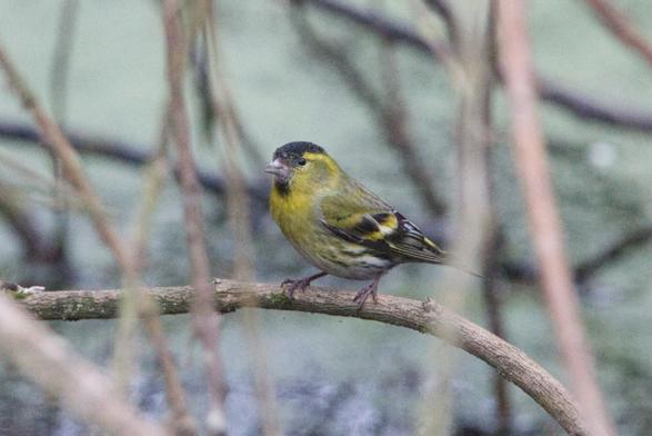 Unprocessed image of a male Siskin