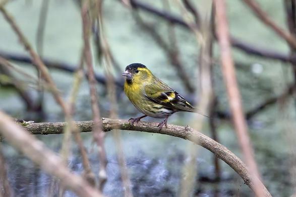 Image of male Siskin processed in Topaz Labs SharpenAI and Affinity Photo