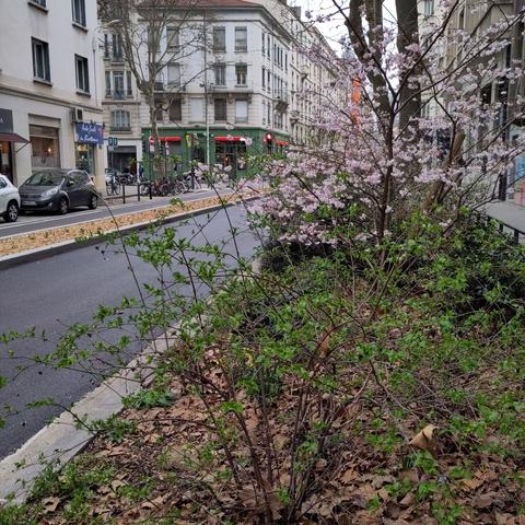 Photo où au premier plan on voit un arbre avec des fleurs roses. Au 2ème plan, une belle piste cyclable avec du bitume bien lisse et noir.