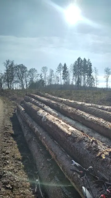 Zum Abtransport bereit liegendes Holz vor kahlgeschlagenem Waldstück.