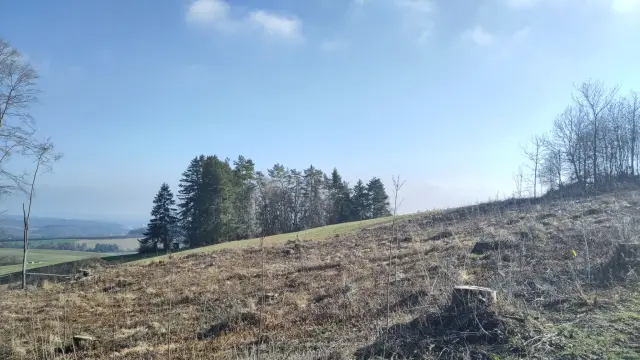 Blick in den Hegau über ein kahlgeschlagenes Waldstück.