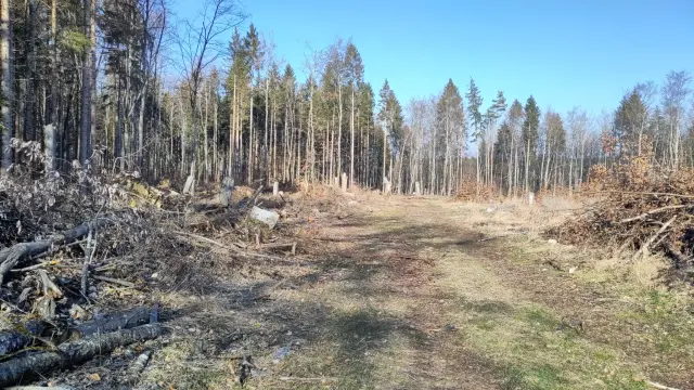 Weiterer Kahlschlag auf dem Hegaublick.