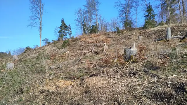 Kahlschlag bei Leipferdingen an der Sauschwänzlebahn.