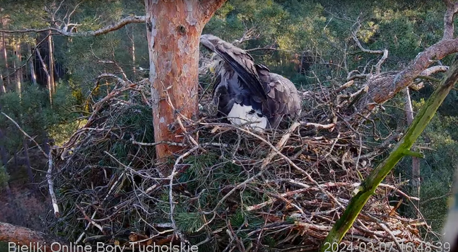 Moment gdy Tula złożyła jajo i odwróciła się, żeby je zobaczyć