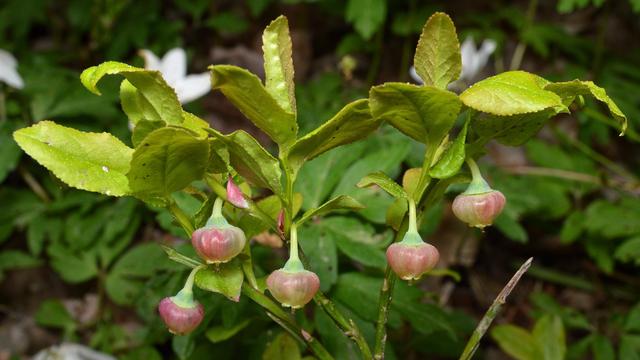 A photo of a bilberry plant in flower.
