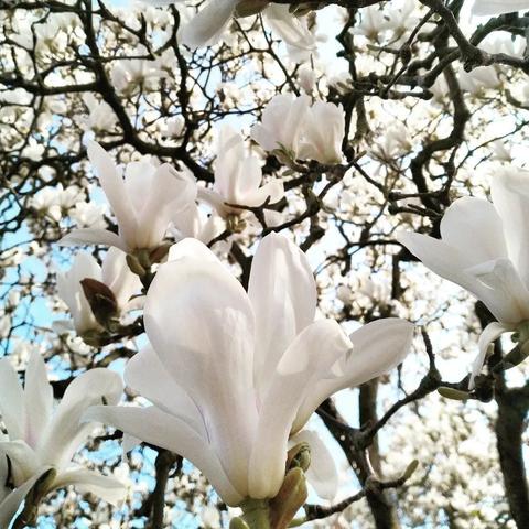 Bloeiende witte magnolia