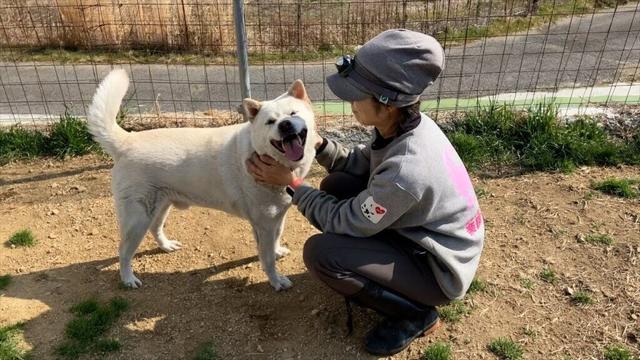 甲斐犬ミキオと幸夫ピットブルのソフィ紀州犬のキッシュの動画