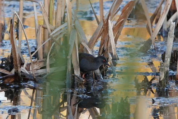 A Spotless Crake, a small black marsh bird walking between some reeds. It has a red eye and legs.