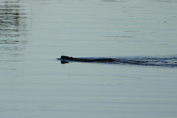 A Rakali swimming towards the left. Its snout is elevated and the whiskers can be seen.