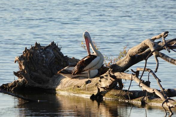 A large black and white pelican sitting on a log preening itself, with another behind.