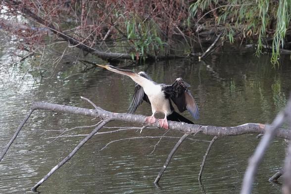 A cream-breasted waterbird with large pink feet and a very long snake-like neck with a yellow spear-like bill, perching unsteadily on a branch with its wings spread.