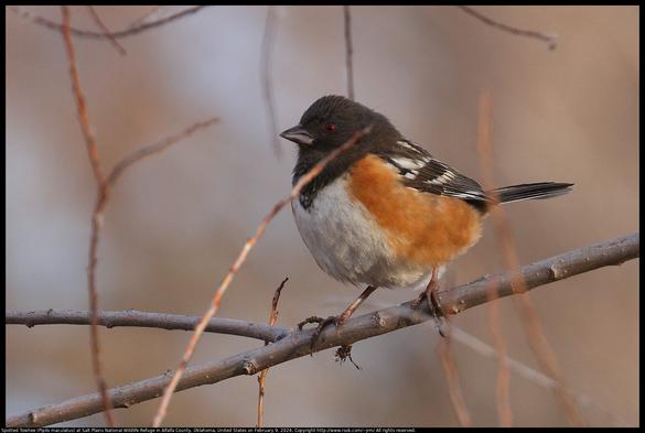 A Spotted Towhee (Pipilo maculatus) was standing on a twig at Salt Plains National Wildlife Refuge in Alfalfa County, Oklahoma, United States on February 9, 2024.