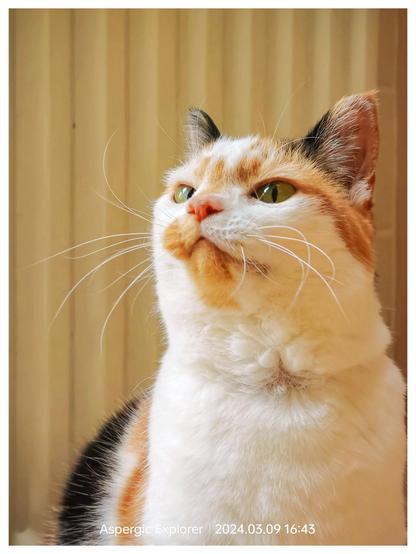 cat being proud of herself again