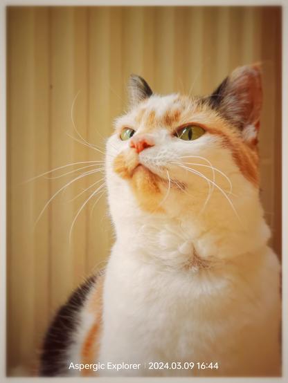 cat being proud of herself again